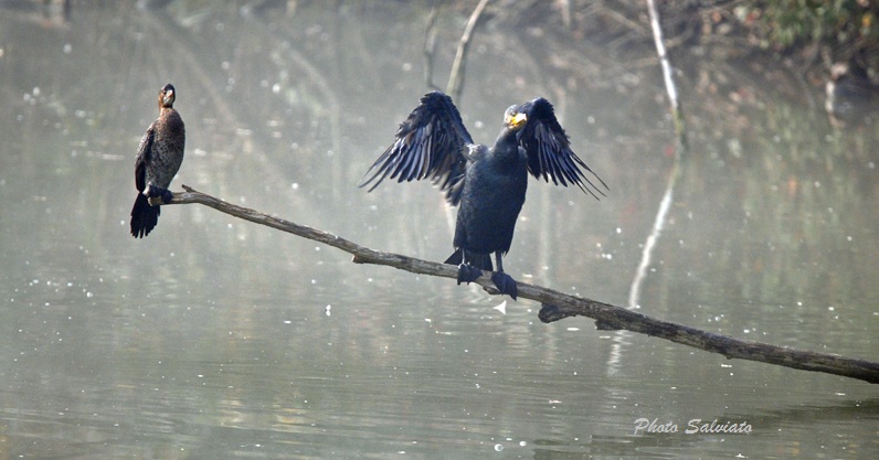 Cormorano e (credo) marangone